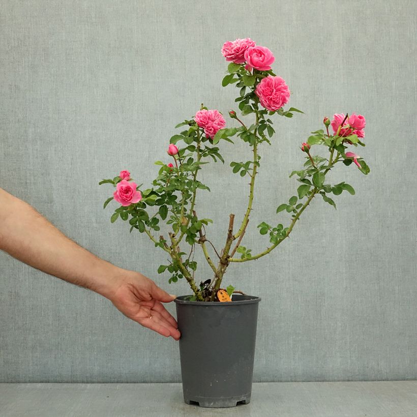Spécimen de Rosier à fleurs groupées Manou Meilland Pot de 4L/5L tel que livré en été