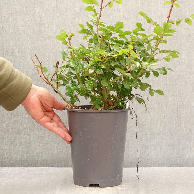 Spécimen de Rosier à fleurs groupées Manou Meilland Pot de 4L/5L tel que livré au printemps