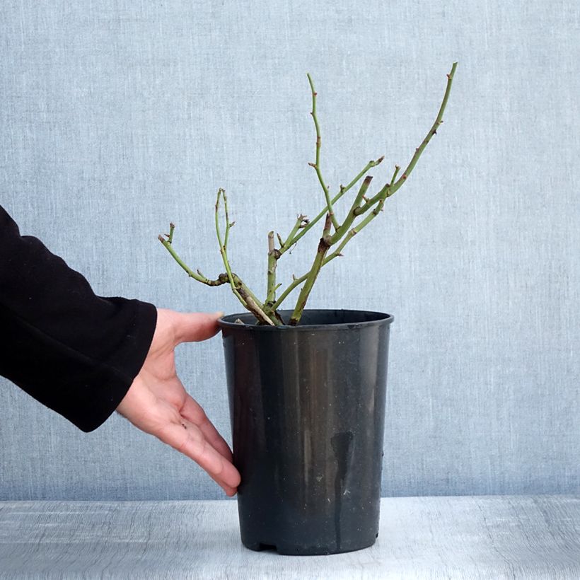 Spécimen de Rosier à fleurs groupées Margaret Merril Pot de 2L/3L tel que livré en hiver