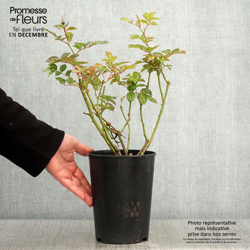 Spécimen de Rosier à fleurs groupées Maria Mathilda Pot de 3L/4L tel que livré en automne