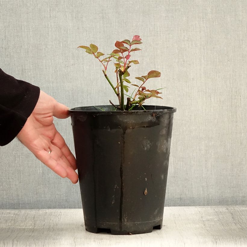 Spécimen de Rosier à fleurs groupées Maria Mathilda Pot de 3L/4L tel que livré en hiver