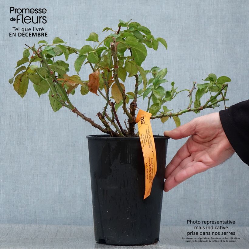 Spécimen de Rosier à fleurs groupées Marie Curie Pot de 2L/3L tel que livré en automne