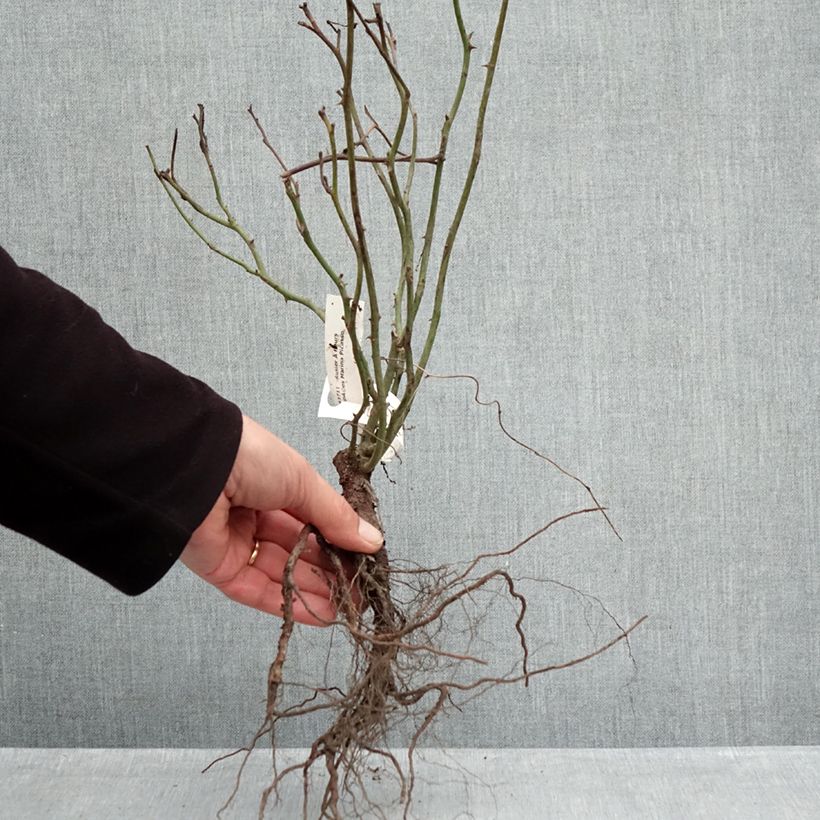 Spécimen de Rosier à fleurs groupées Marina Picasso Racines nues tel que livré en hiver