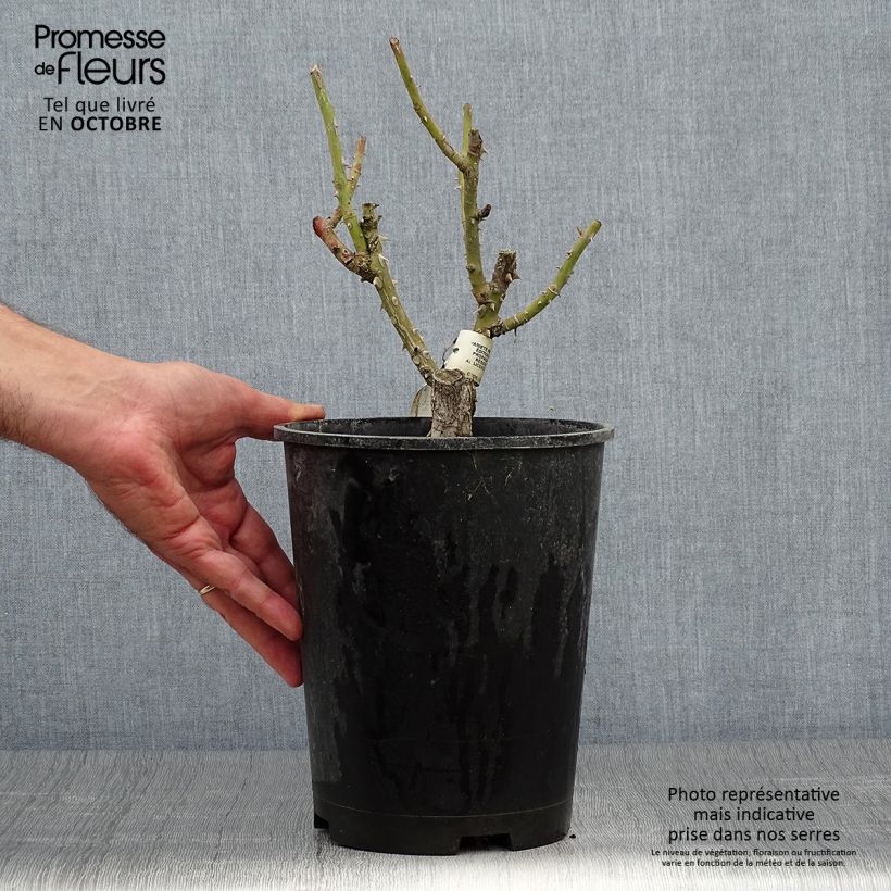 Spécimen de Rosier à fleurs groupées Martin des Senteurs Pot de 4L/5L tel que livré en automne