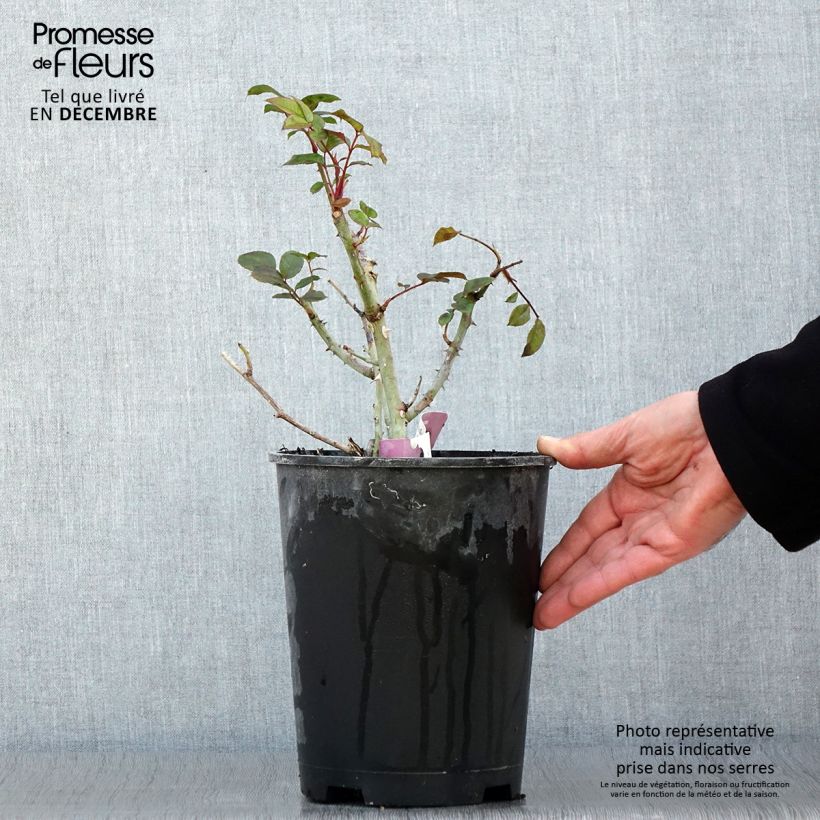 Spécimen de Rosier à fleurs groupées Mascaret Pot de 4L/5L tel que livré en automne