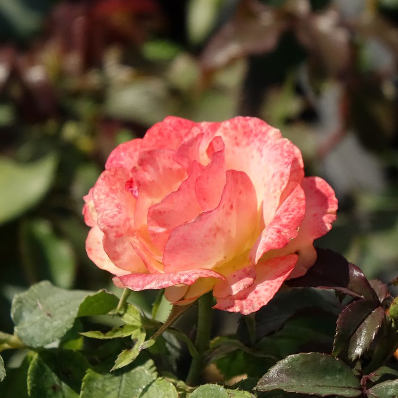 Rosier à fleurs groupées Message d'Espoir (Floraison)
