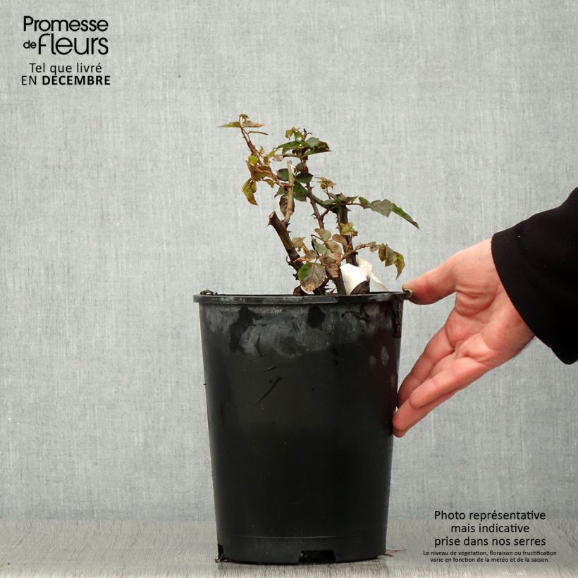 Spécimen de Rosier à fleurs groupées Off-Load Pot de 4L/5L tel que livré en automne