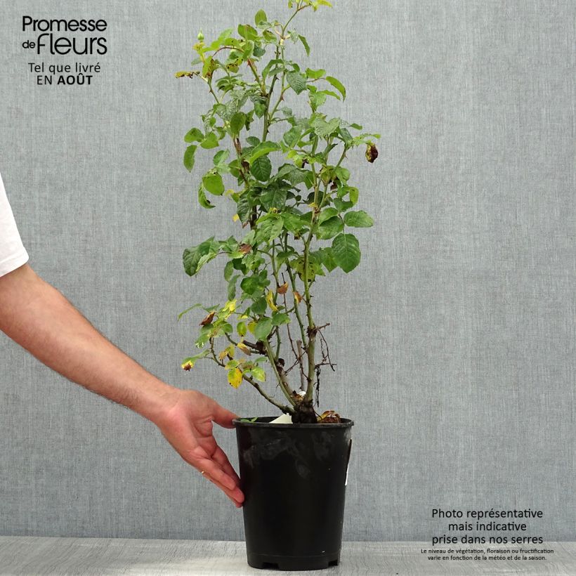 Spécimen de Rosier à fleurs groupées Off-Load Pot de 4L/5L tel que livré en été