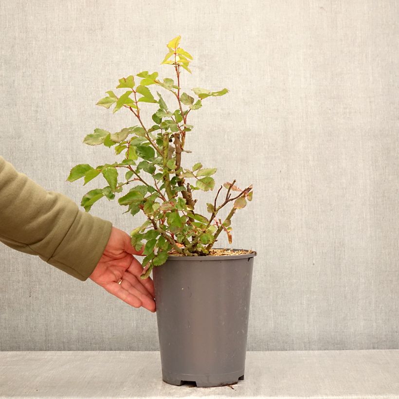 Spécimen de Rosier à fleurs groupées Origami Pot de 4L/5L tel que livré au printemps