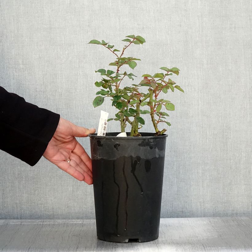 Spécimen de Rosier à fleurs groupées Park Abbey Rose Pot de 4L/5L tel que livré en automne