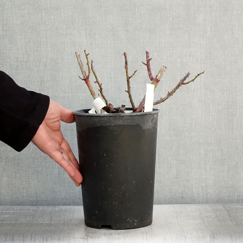 Spécimen de Rosier à fleurs groupées Park Abbey Rose Pot de 4L/5L tel que livré en hiver