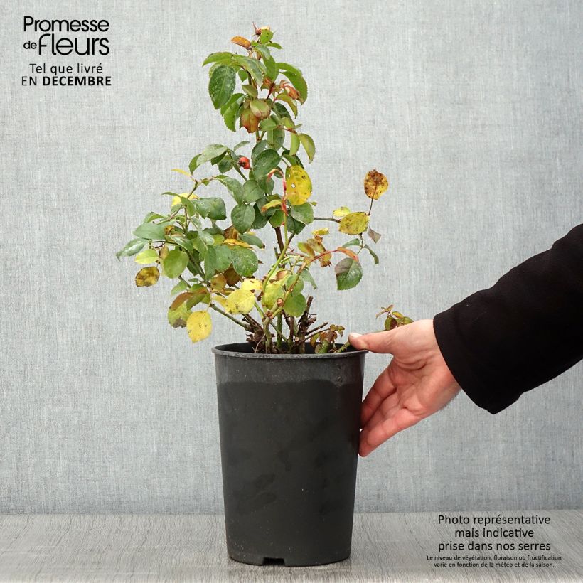 Spécimen de Rosier à fleurs groupées Peace and Love Pot de 4L/5L tel que livré en automne
