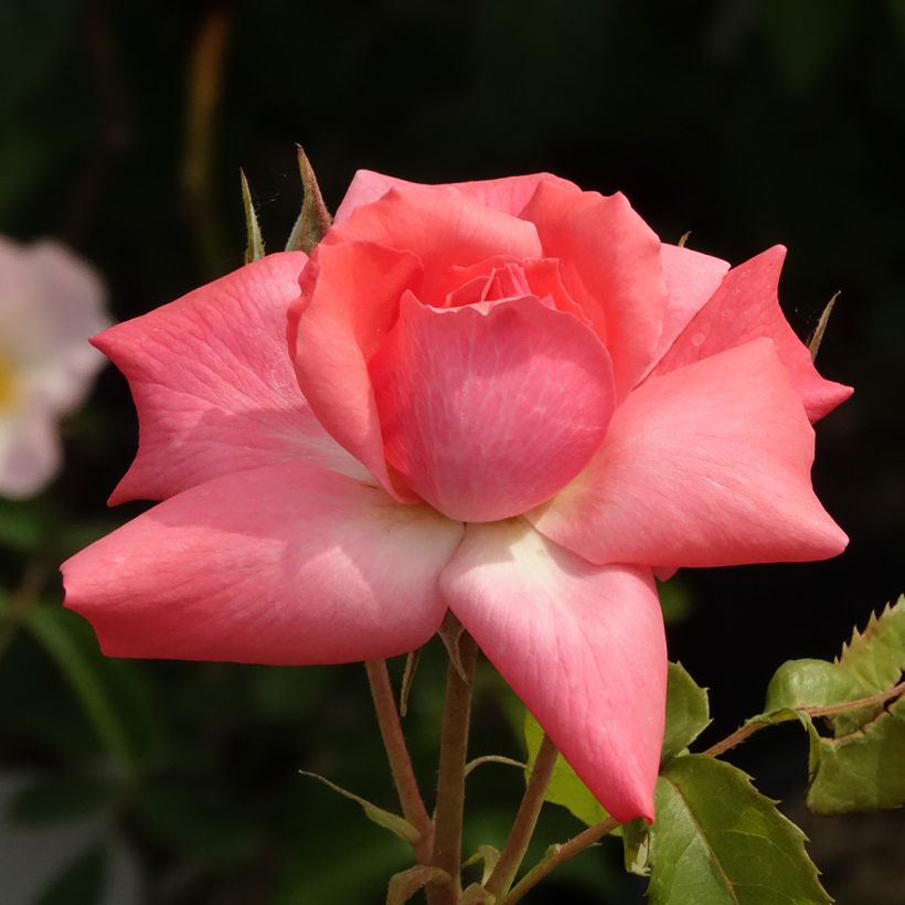 Rosier à fleurs groupées Pernille Poulsen (Floraison)