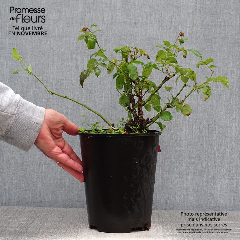Spécimen de Rosier à fleurs groupées Pick'n Go Pot de 4L/5L tel que livré en automne