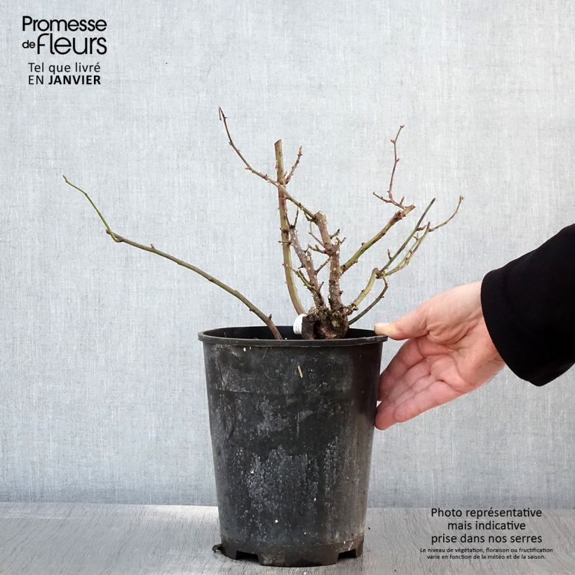 Spécimen de Rosier à fleurs groupées Pick'n Go Pot de 4L/5L tel que livré en hiver