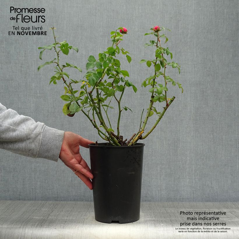 Spécimen de Rosier à fleurs groupées Pomponella Pot de 4L/5L tel que livré en automne