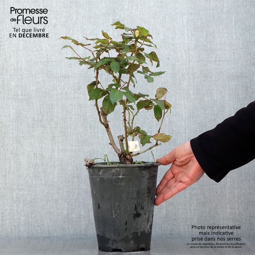 Spécimen de Rosier à fleurs groupées Quinte Flush Pot de 4L/5L tel que livré en automne