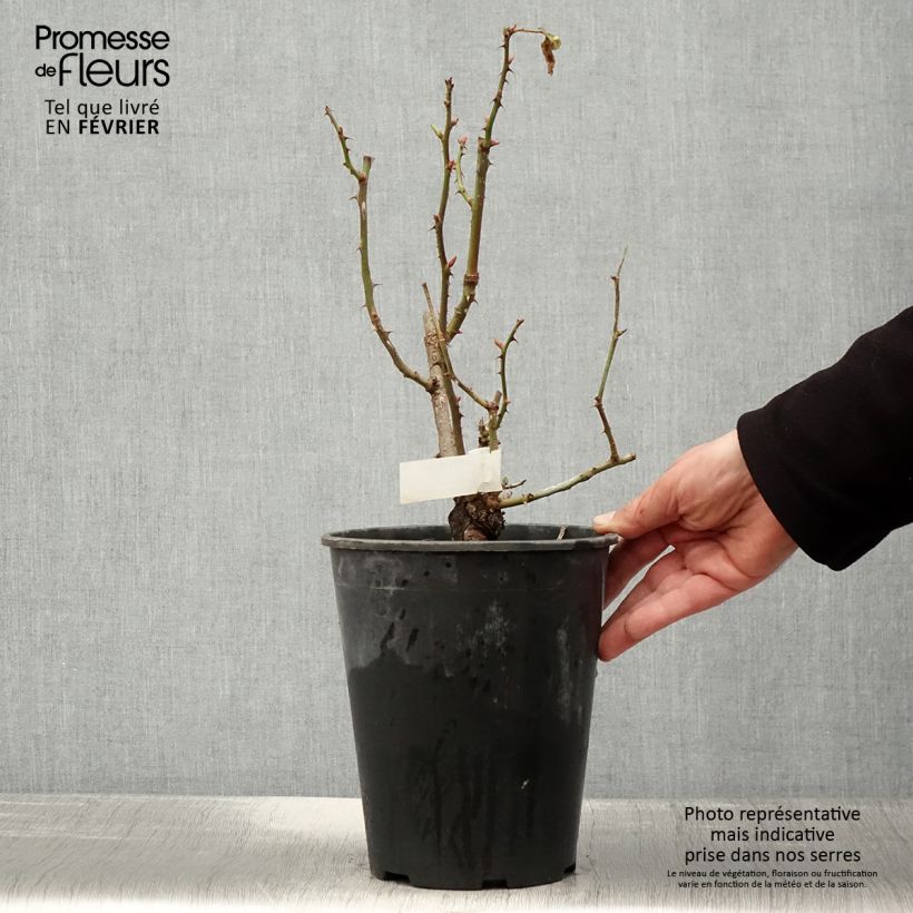 Spécimen de Rosier à fleurs groupées Quinte Flush Pot de 4L/5L tel que livré en hiver