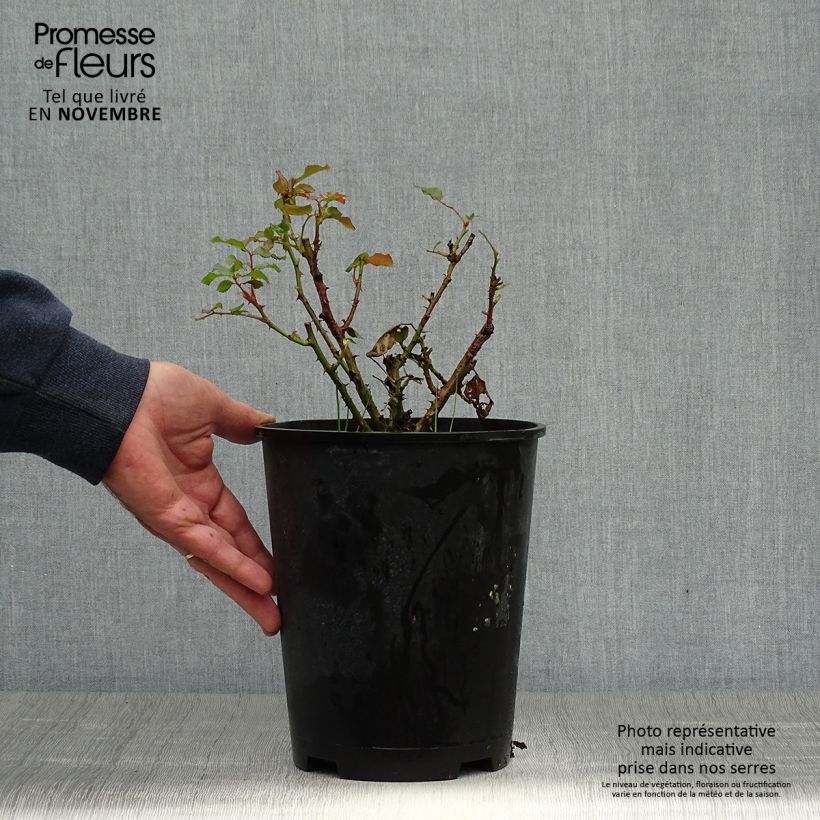 Spécimen de Rosier à fleurs groupées Remembrance Pot de 2L/3L tel que livré en automne
