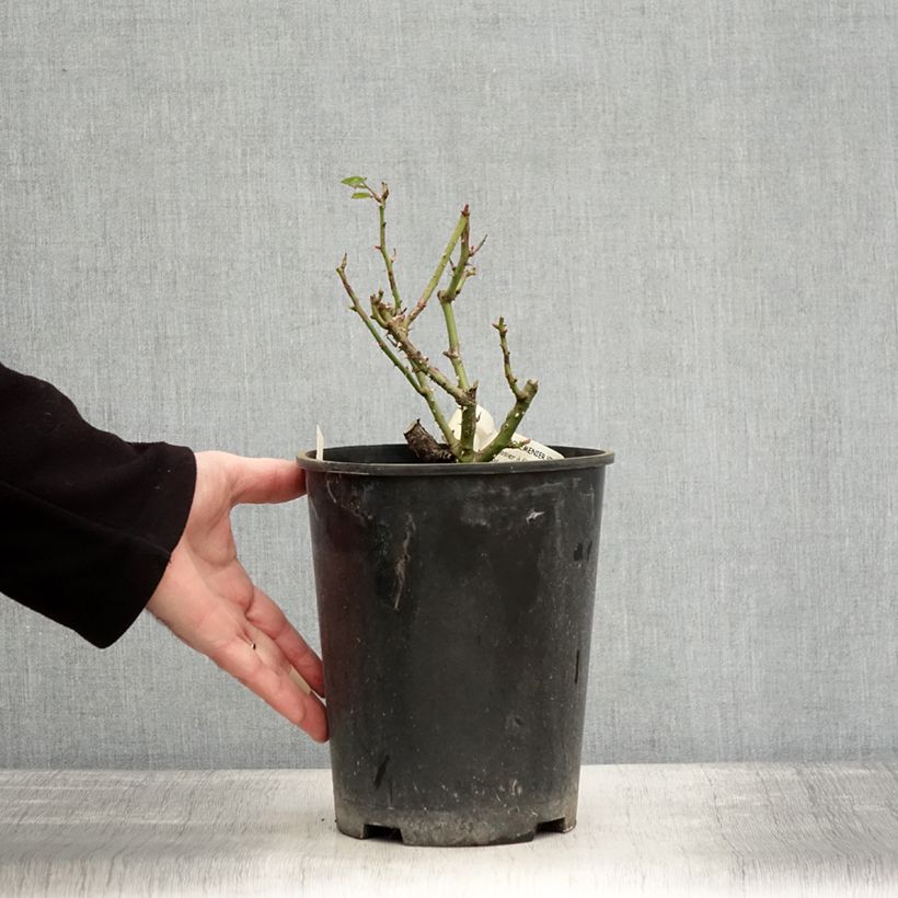 Spécimen de Rosier à fleurs groupées Rochemenier Village Pot de 4L/5L tel que livré en hiver