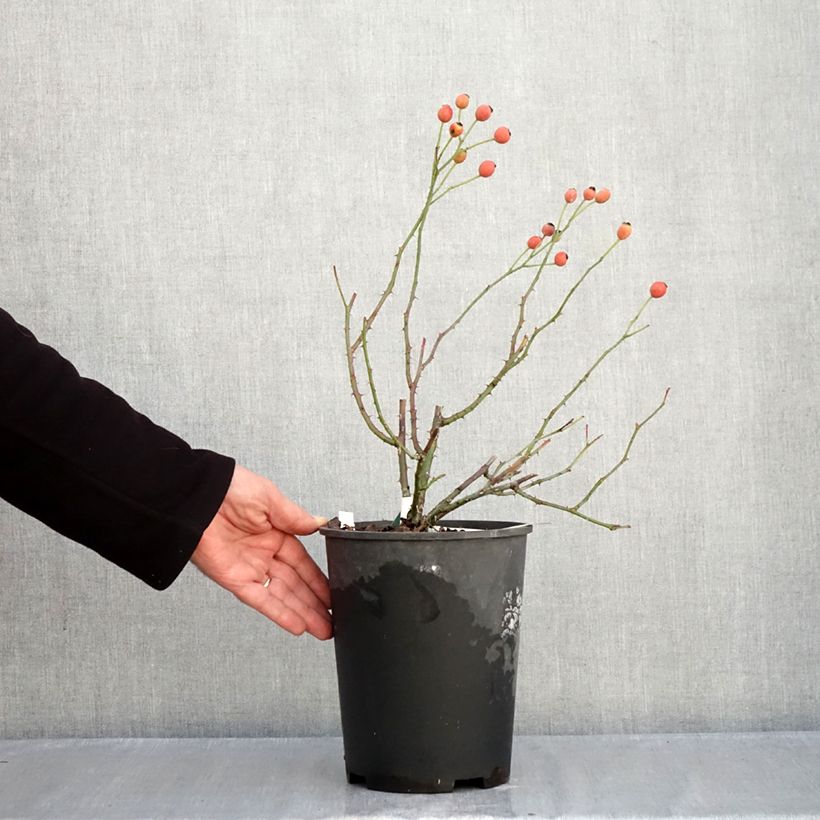 Spécimen de Rosier à fleurs groupées Rose de la petite Chabotte Pot de 4L/5L tel que livré en automne