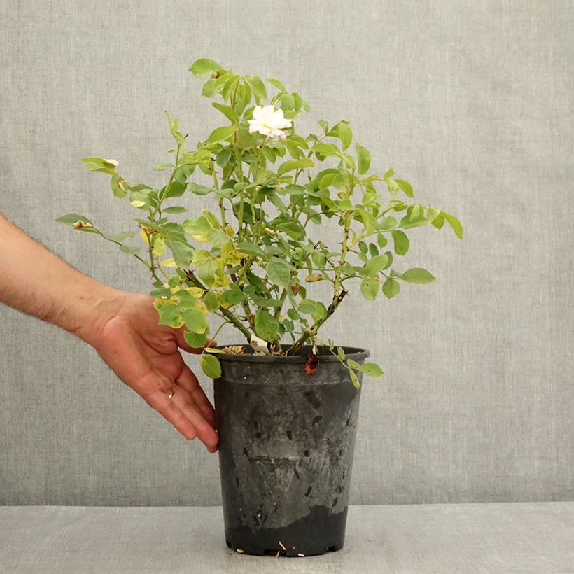 Spécimen de Rosier à fleurs groupées Rose de la petite Chabotte Pot de 4L/5L tel que livré en été