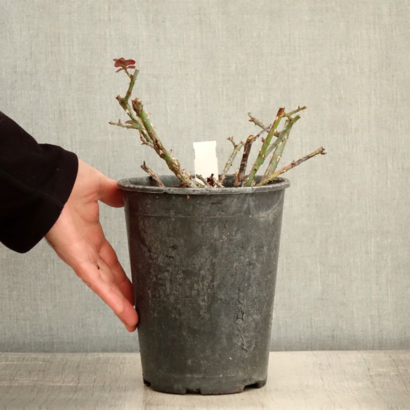 Spécimen de Rosier à fleurs groupées Rose de la petite Chabotte Pot de 4L/5L tel que livré en hiver