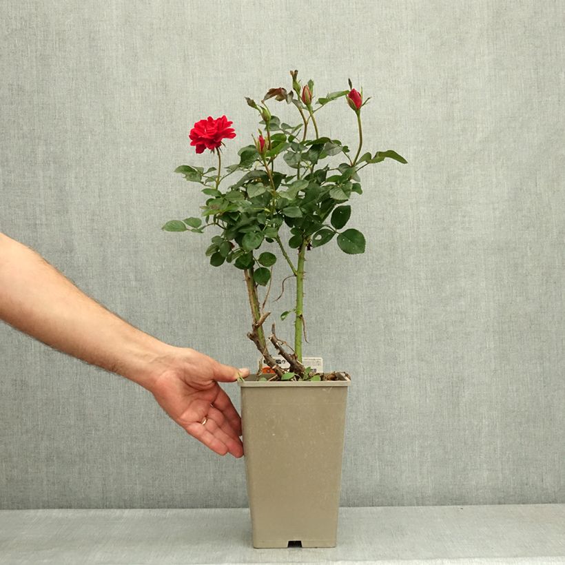 Spécimen de Rosier à fleurs groupées Rose du CICR® Pot de 4L/5L tel que livré en été