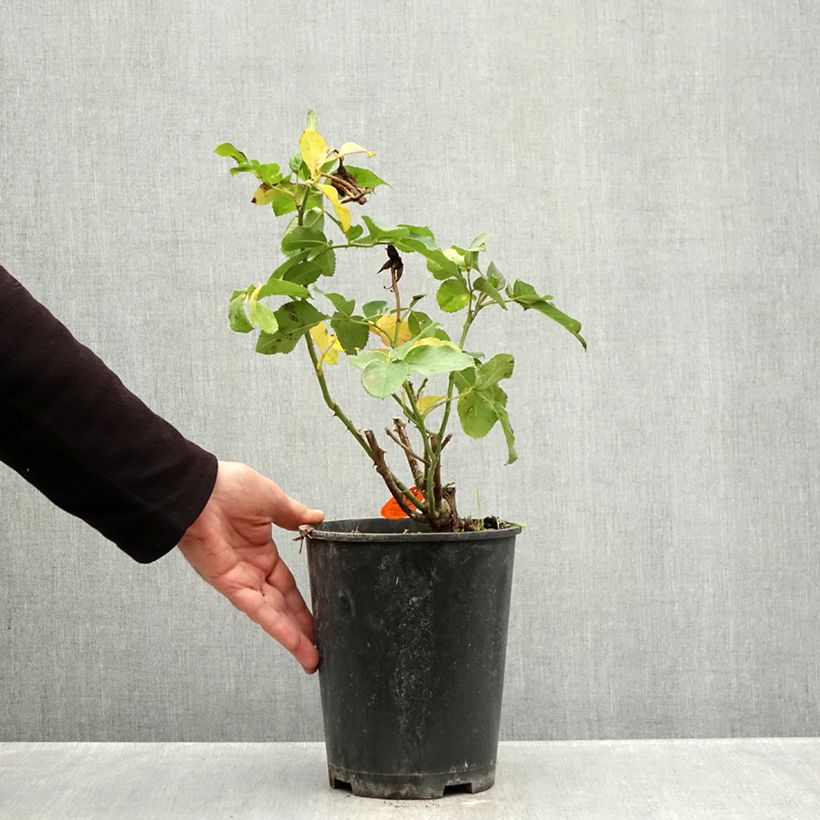 Spécimen de Rosier à fleurs groupées Rustica III Pot de 4L/5L tel que livré en automne