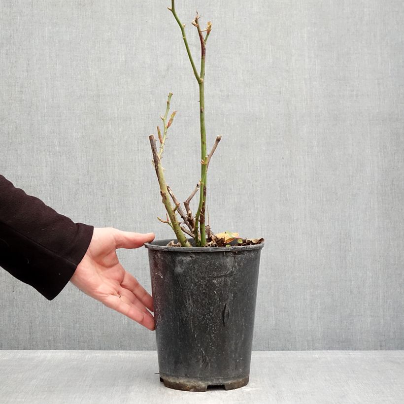 Spécimen de Rosier à fleurs groupées Rustica III Pot de 4L/5L tel que livré en hiver