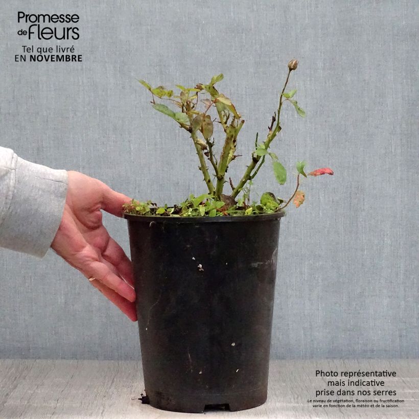 Spécimen de Rosier à fleurs groupées Schöne Koblenzerin Pot de 2L/3L tel que livré en automne