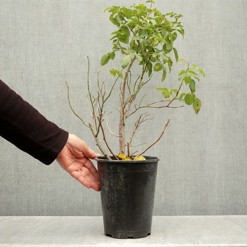 Spécimen de Rosier à fleurs groupées Sophia Romantica  Pot de 4L/5L tel que livré en automne