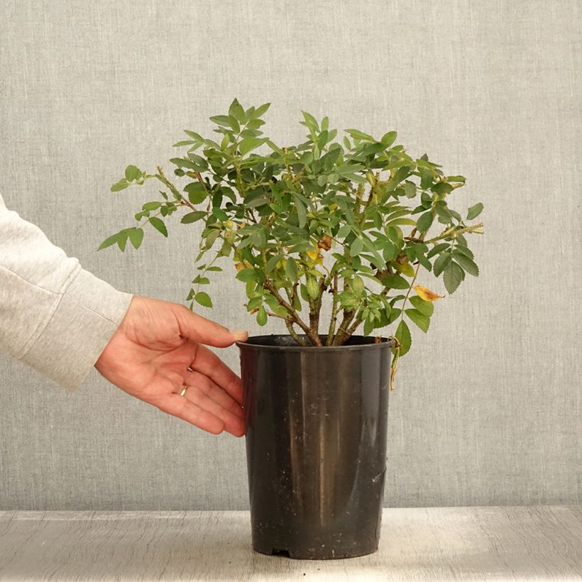 Spécimen de Rosier à fleurs groupées Strandperle Norderney - Rosa (x) rugosa Pot de 4L/5L tel que livré en automne