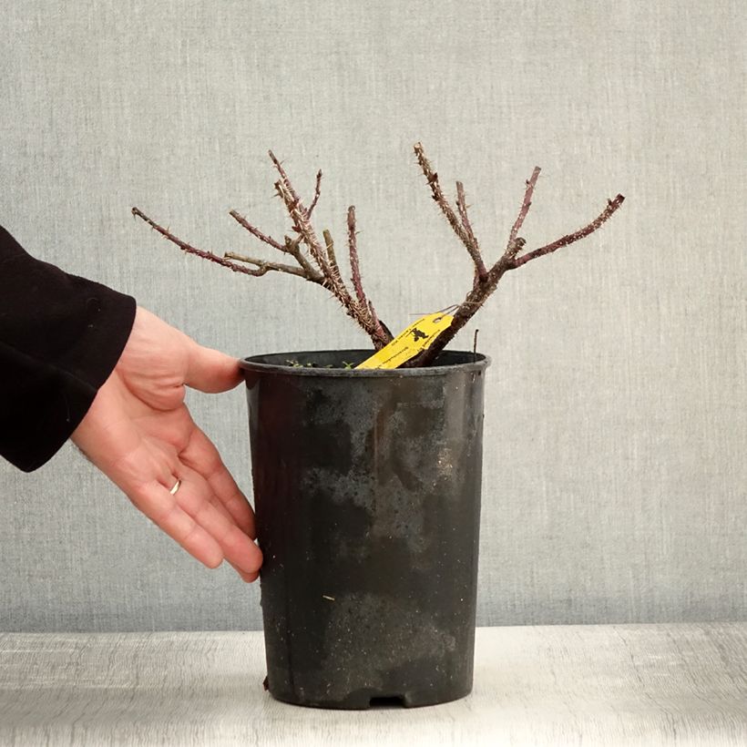 Spécimen de Rosier à fleurs groupées Strandperle Norderney - Rosa (x) rugosa Pot de 4L/5L tel que livré en hiver