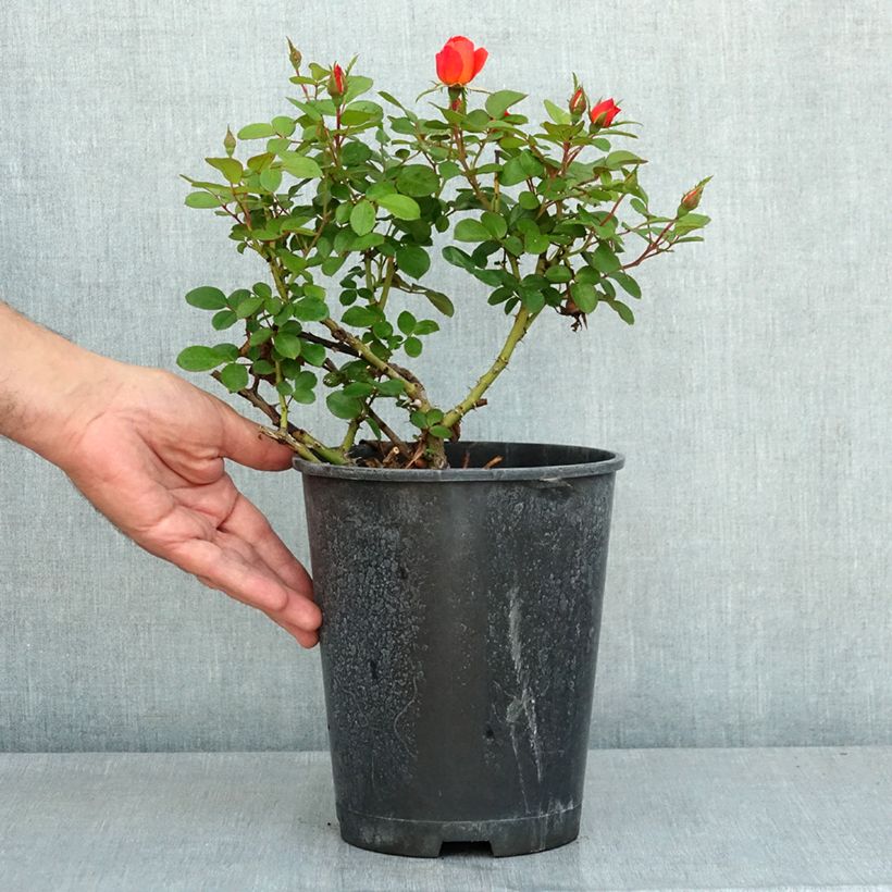 Spécimen de Rosier à fleurs groupées Sugar Candy Rose Pot de 4L/5L tel que livré en été