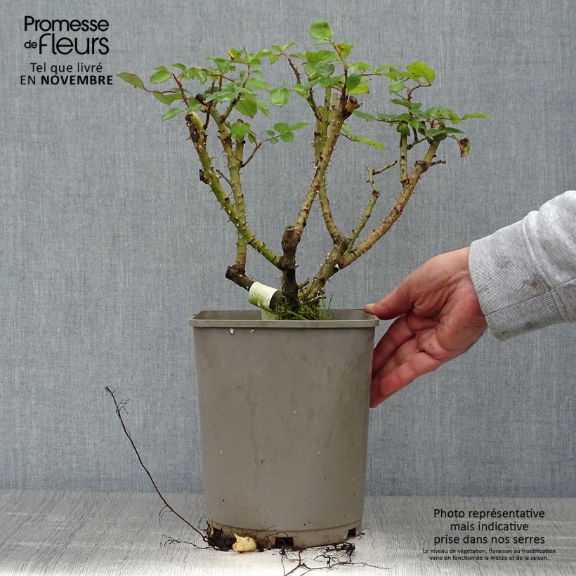 Spécimen de Rosier à fleurs groupées Sylvie Vartan Pot de 4L/5L tel que livré en automne