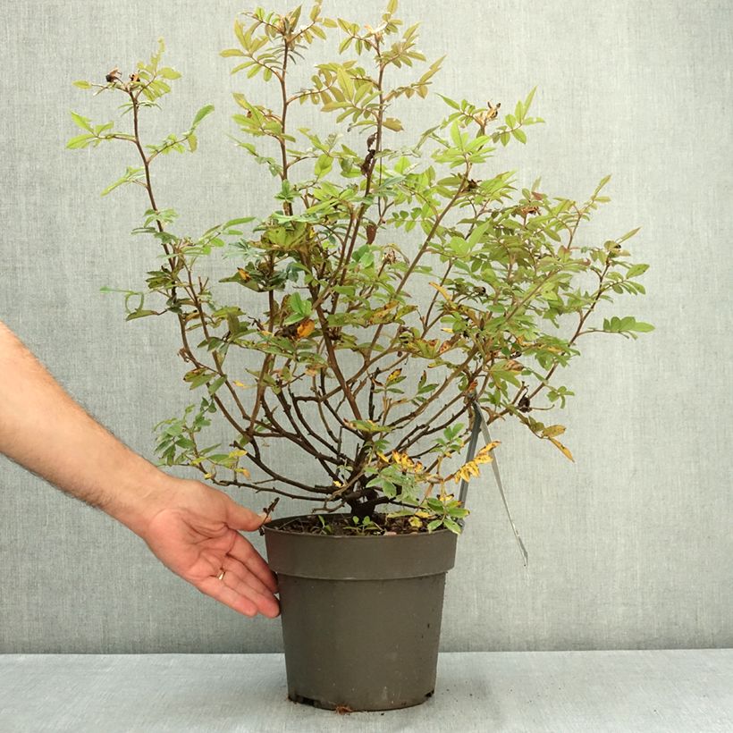 Spécimen de Rosier à fleurs groupées Take it Easy Red  Pot de 4L/5L tel que livré en été