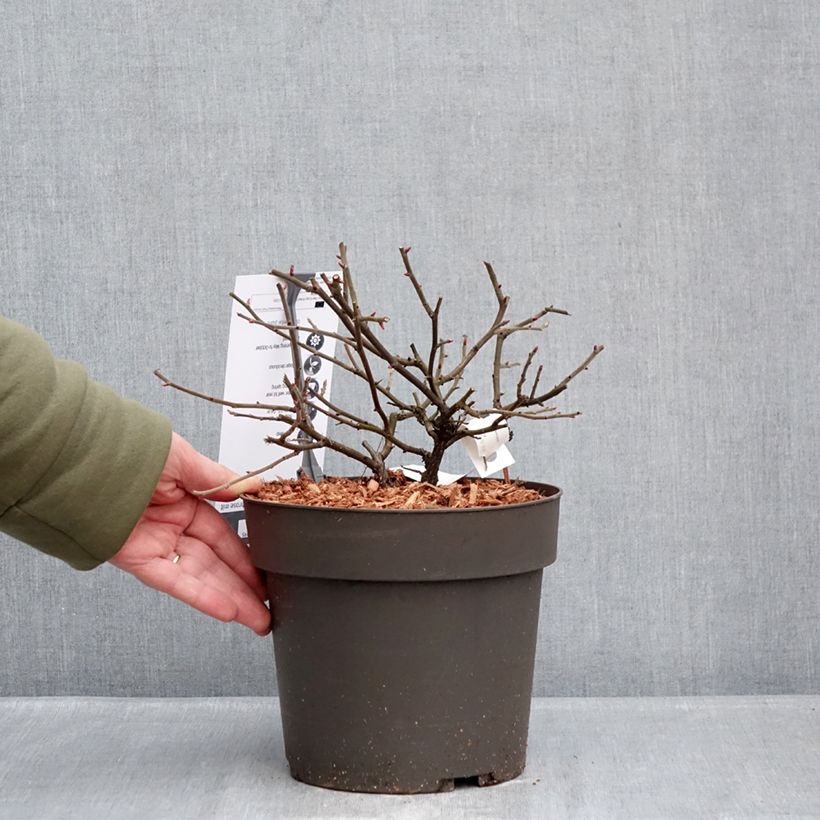 Spécimen de Rosier à fleurs groupées Take it Easy Red  Pot de 4L/5L tel que livré en hiver