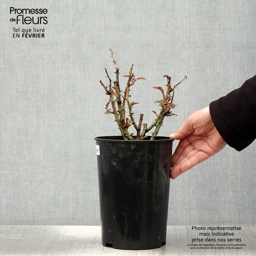 Spécimen de Rosier à fleurs groupées Tobago Pot de 4L/5L tel que livré en hiver