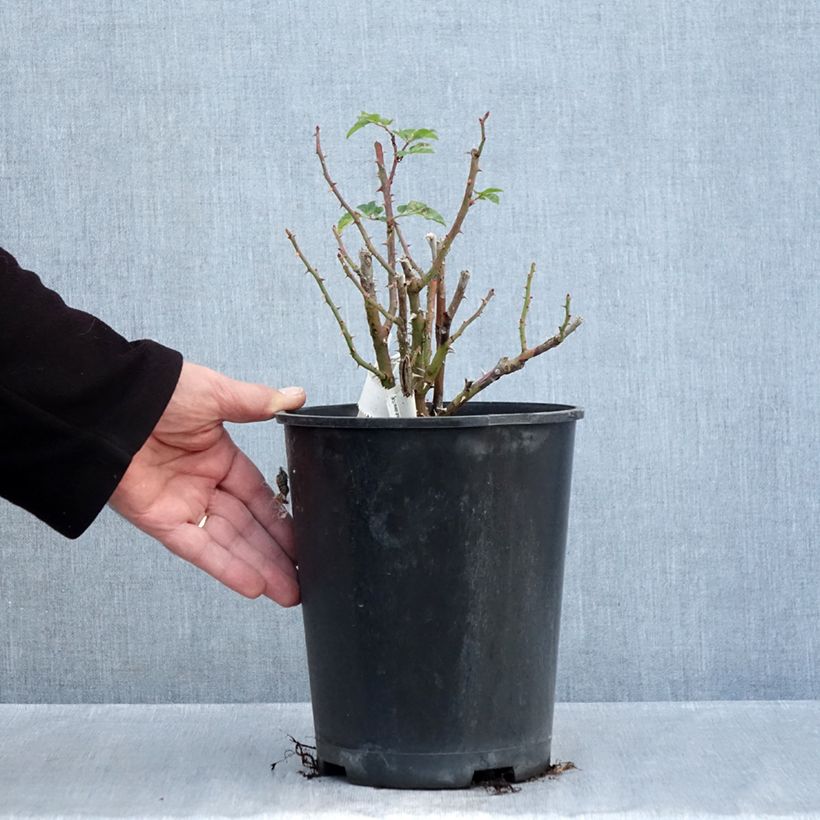Spécimen de Rosier à fleurs groupées Utopia Pot de 3L/4L tel que livré en automne