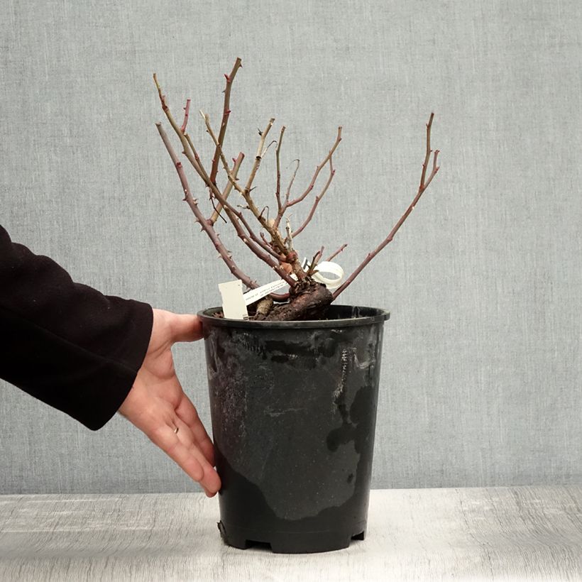 Spécimen de Rosier à fleurs groupées Ville de Saumur Pot de 4L/5L tel que livré en automne