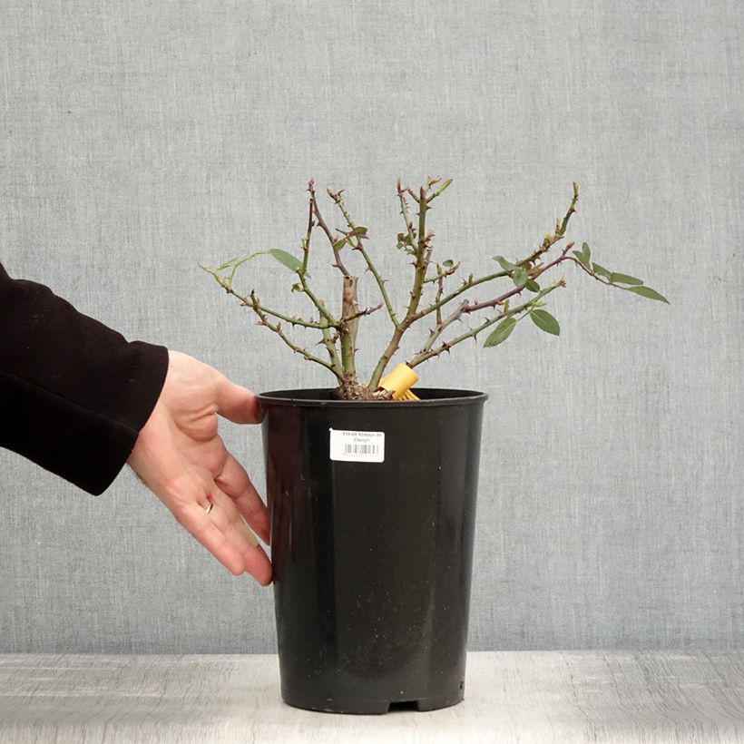 Spécimen de Rosier à grandes fleurs Abbaye de Cluny Pot de 4L/5L tel que livré en hiver