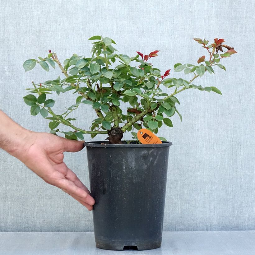 Spécimen de Rosier à grandes fleurs Alexandre Astier Pot de 4L/5L tel que livré en été