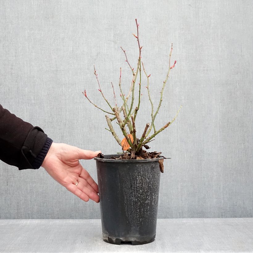 Spécimen de Rosier à grandes fleurs Alexandre Astier Pot de 4L/5L tel que livré en hiver