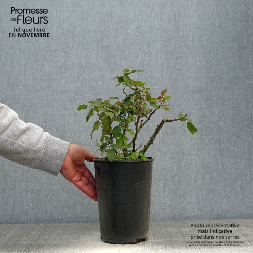 Spécimen de Rosier à grandes fleurs Alissar Princess of Phoenicia Pot de 4L/5L tel que livré en automne