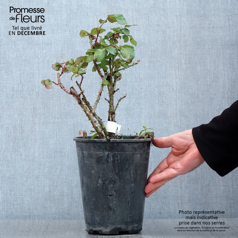 Spécimen de Rosier à grandes fleurs Anahe Pot de 4L/5L tel que livré en automne