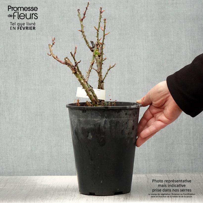 Spécimen de Rosier à grandes fleurs Anahe Pot de 4L/5L tel que livré en hiver