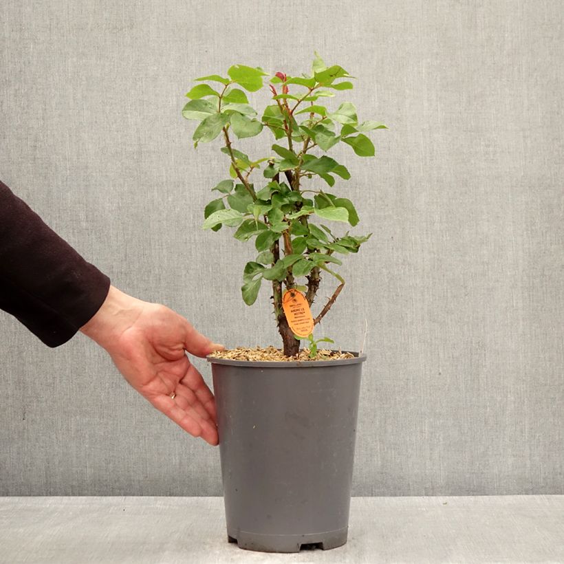 Spécimen de Rosier à grandes fleurs André Le Nôtre Pot de 4L/5L tel que livré au printemps