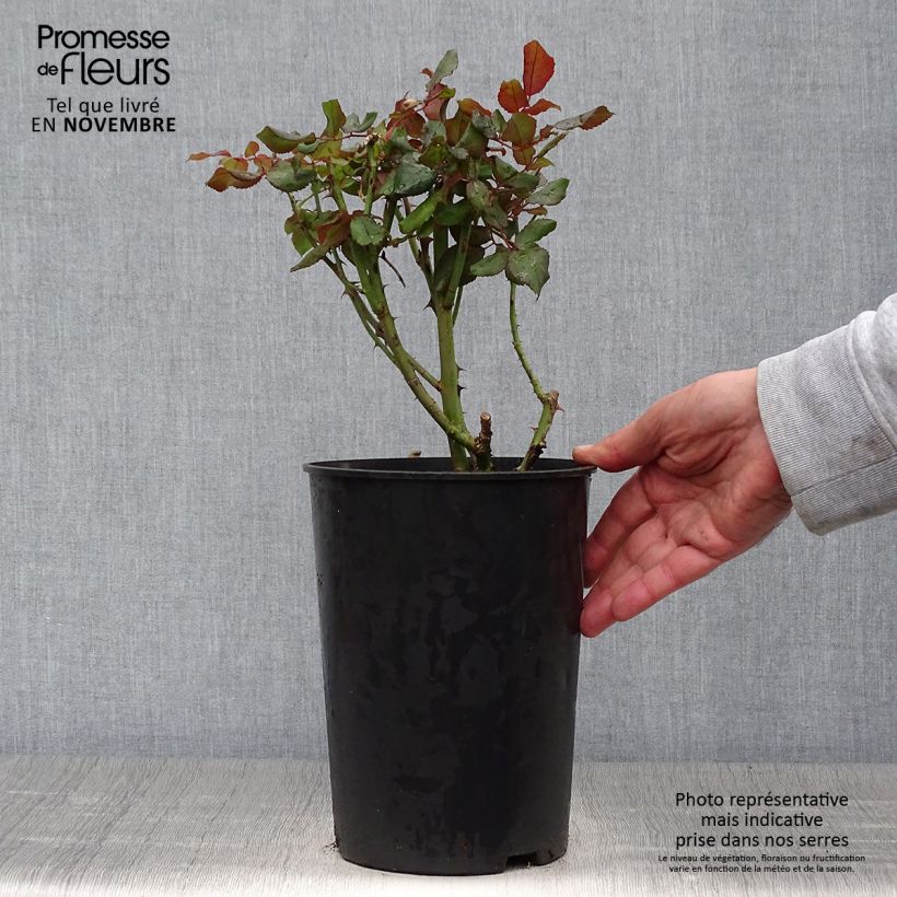Spécimen de Rosier à grandes fleurs André Willemse Pot de 4L/5L tel que livré en automne