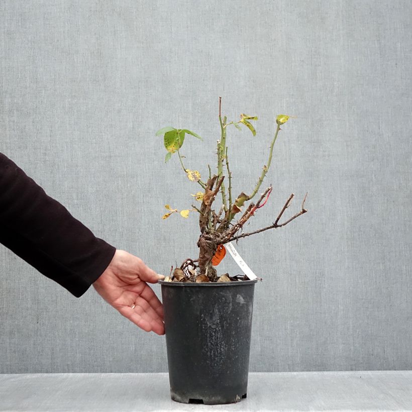 Spécimen de Rosier à grandes fleurs Anggun Meibokir Pot de 4L/5L tel que livré en automne